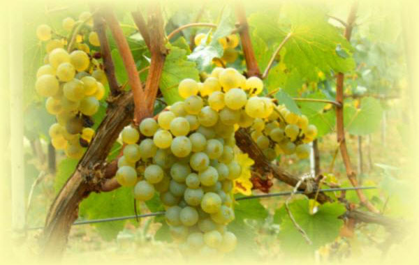 History of Grapes
